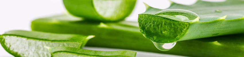 Aloe vera plant